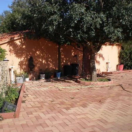 Mimosa * Ρώμη